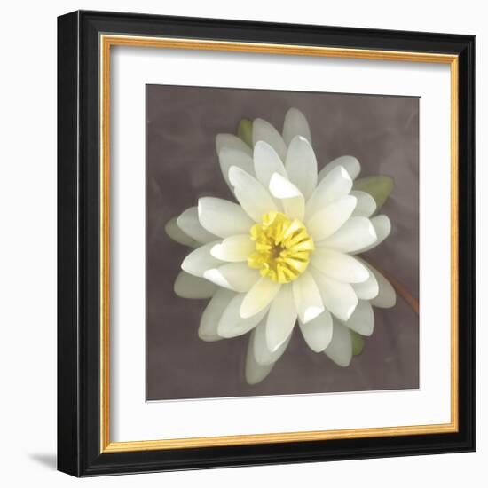 Yellow Water Lily-Erin Clark-Framed Giclee Print