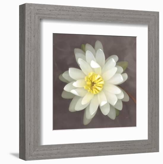 Yellow Water Lily-Erin Clark-Framed Art Print