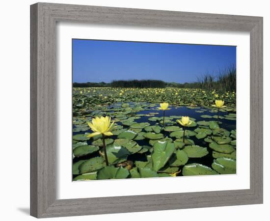 Yellow Waterlily, Welder Wildlife Refuge, Sinton, Texas, USA-Rolf Nussbaumer-Framed Photographic Print