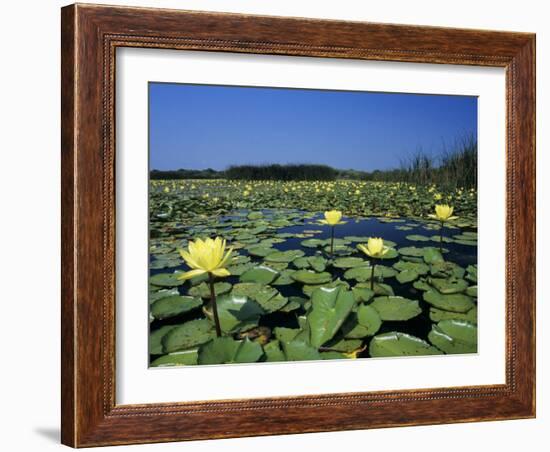 Yellow Waterlily, Welder Wildlife Refuge, Sinton, Texas, USA-Rolf Nussbaumer-Framed Photographic Print