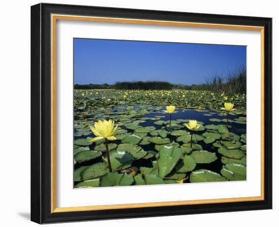 Yellow Waterlily, Welder Wildlife Refuge, Sinton, Texas, USA-Rolf Nussbaumer-Framed Photographic Print