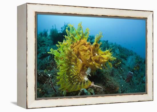 Yellow Weedy Scorpionfish (Rhinopias Frondosa), Alam Batu, Bali, Indonesia-Reinhard Dirscherl-Framed Premier Image Canvas