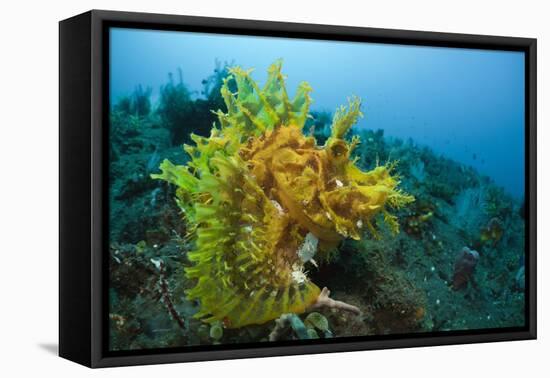 Yellow Weedy Scorpionfish (Rhinopias Frondosa), Alam Batu, Bali, Indonesia-Reinhard Dirscherl-Framed Premier Image Canvas