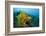 Yellow Weedy Scorpionfish (Rhinopias Frondosa), Alam Batu, Bali, Indonesia-Reinhard Dirscherl-Framed Photographic Print