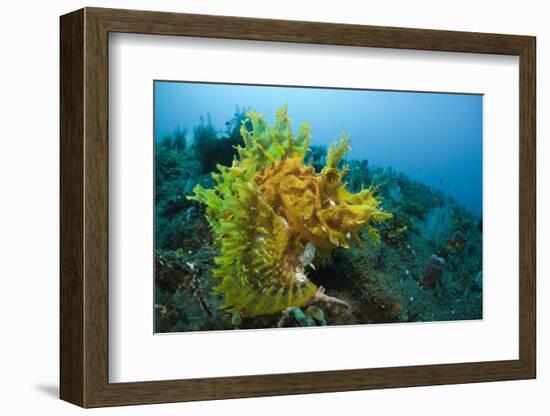 Yellow Weedy Scorpionfish (Rhinopias Frondosa), Alam Batu, Bali, Indonesia-Reinhard Dirscherl-Framed Photographic Print