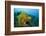 Yellow Weedy Scorpionfish (Rhinopias Frondosa), Alam Batu, Bali, Indonesia-Reinhard Dirscherl-Framed Photographic Print