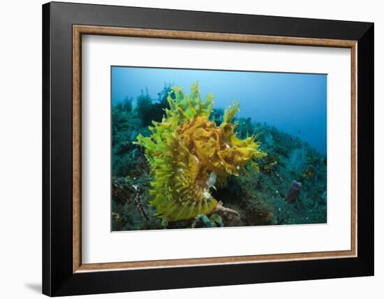 Yellow Weedy Scorpionfish (Rhinopias Frondosa), Alam Batu, Bali, Indonesia-Reinhard Dirscherl-Framed Photographic Print