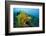 Yellow Weedy Scorpionfish (Rhinopias Frondosa), Alam Batu, Bali, Indonesia-Reinhard Dirscherl-Framed Photographic Print