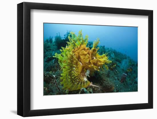 Yellow Weedy Scorpionfish (Rhinopias Frondosa), Alam Batu, Bali, Indonesia-Reinhard Dirscherl-Framed Photographic Print