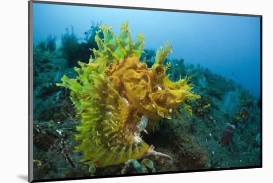 Yellow Weedy Scorpionfish (Rhinopias Frondosa), Alam Batu, Bali, Indonesia-Reinhard Dirscherl-Mounted Photographic Print