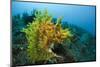 Yellow Weedy Scorpionfish (Rhinopias Frondosa), Alam Batu, Bali, Indonesia-Reinhard Dirscherl-Mounted Photographic Print