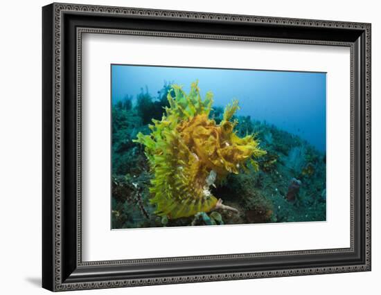 Yellow Weedy Scorpionfish (Rhinopias Frondosa), Alam Batu, Bali, Indonesia-Reinhard Dirscherl-Framed Photographic Print