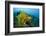 Yellow Weedy Scorpionfish (Rhinopias Frondosa), Alam Batu, Bali, Indonesia-Reinhard Dirscherl-Framed Photographic Print