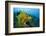 Yellow Weedy Scorpionfish (Rhinopias Frondosa), Alam Batu, Bali, Indonesia-Reinhard Dirscherl-Framed Photographic Print