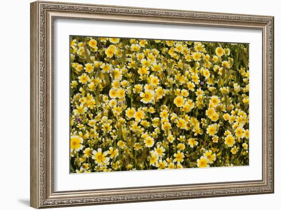 Yellow & White I-Lee Peterson-Framed Photo