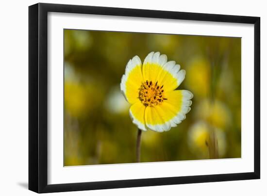 Yellow & White II-Lee Peterson-Framed Photo