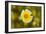 Yellow & White II-Lee Peterson-Framed Photo