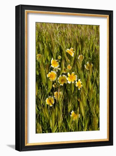Yellow & White III-Lee Peterson-Framed Photo