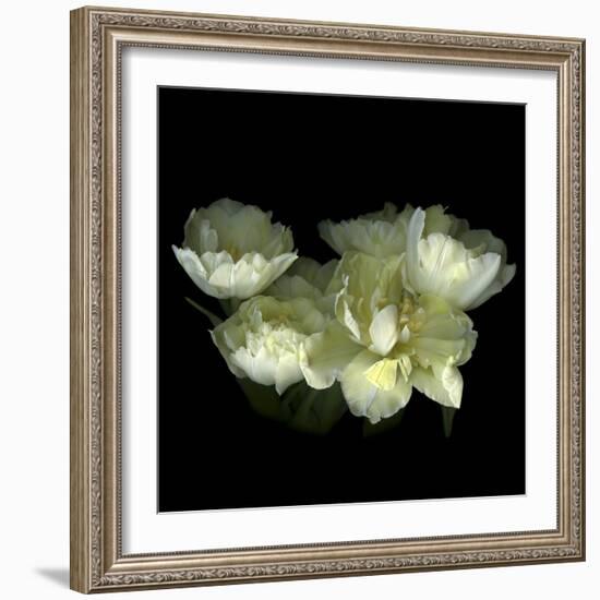 Yellow White Tulips 1-Magda Indigo-Framed Photographic Print