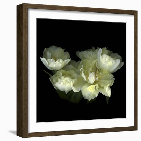 Yellow White Tulips 1-Magda Indigo-Framed Photographic Print