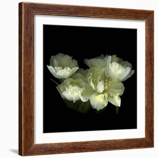 Yellow White Tulips 1-Magda Indigo-Framed Photographic Print