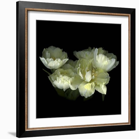 Yellow White Tulips 1-Magda Indigo-Framed Photographic Print