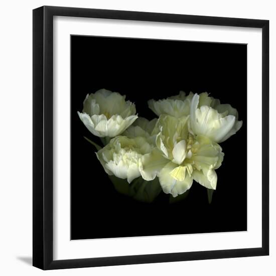 Yellow White Tulips 1-Magda Indigo-Framed Photographic Print