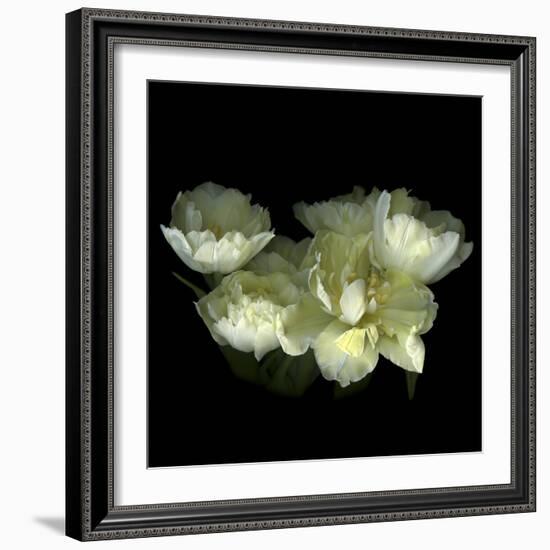 Yellow White Tulips 1-Magda Indigo-Framed Photographic Print