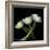 Yellow White Tulips 2-Magda Indigo-Framed Photographic Print