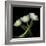 Yellow White Tulips 2-Magda Indigo-Framed Photographic Print