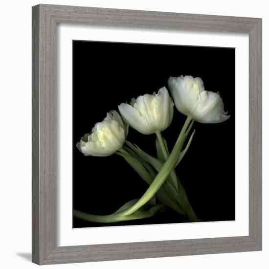 Yellow White Tulips 2-Magda Indigo-Framed Photographic Print