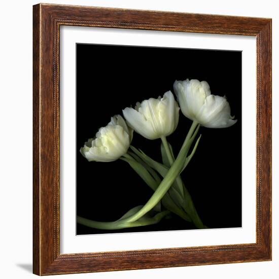 Yellow White Tulips 2-Magda Indigo-Framed Photographic Print