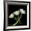 Yellow White Tulips 2-Magda Indigo-Framed Photographic Print