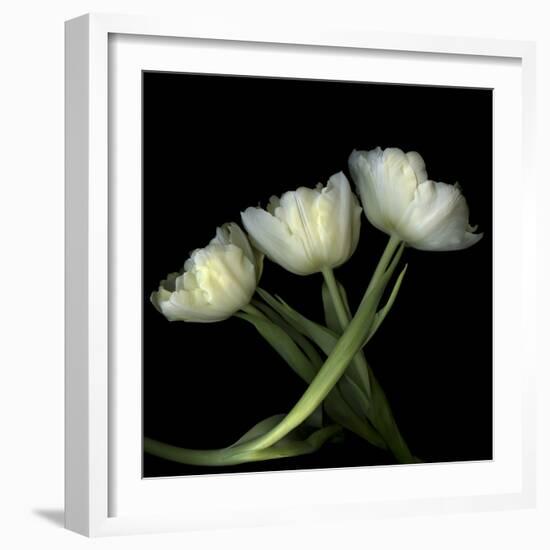 Yellow White Tulips 2-Magda Indigo-Framed Photographic Print