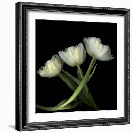 Yellow White Tulips 2-Magda Indigo-Framed Photographic Print