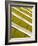 Yellow White-Adrian Campfield-Framed Photographic Print