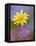 Yellow Wildflower Among Purple Flowers-Ellen Anon-Framed Premier Image Canvas