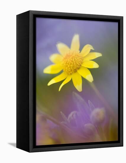 Yellow Wildflower Among Purple Flowers-Ellen Anon-Framed Premier Image Canvas