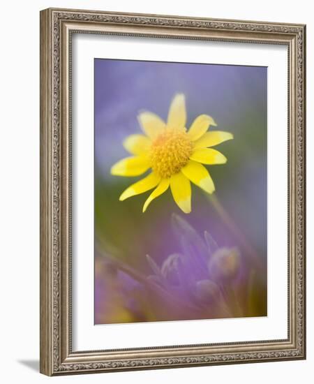 Yellow Wildflower Among Purple Flowers-Ellen Anon-Framed Photographic Print