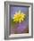 Yellow Wildflower Among Purple Flowers-Ellen Anon-Framed Photographic Print