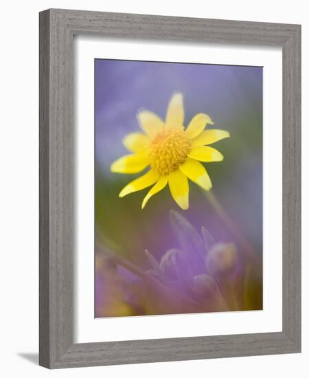 Yellow Wildflower Among Purple Flowers-Ellen Anon-Framed Photographic Print