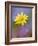 Yellow Wildflower Among Purple Flowers-Ellen Anon-Framed Photographic Print