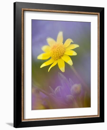 Yellow Wildflower Among Purple Flowers-Ellen Anon-Framed Photographic Print