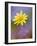 Yellow Wildflower Among Purple Flowers-Ellen Anon-Framed Photographic Print