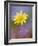 Yellow Wildflower Among Purple Flowers-Ellen Anon-Framed Photographic Print