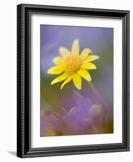 Yellow Wildflower Among Purple Flowers-Ellen Anon-Framed Photographic Print