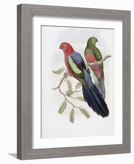 Yellow Winged King Parrot-John Gould-Framed Giclee Print