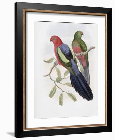 Yellow Winged King Parrot-John Gould-Framed Giclee Print