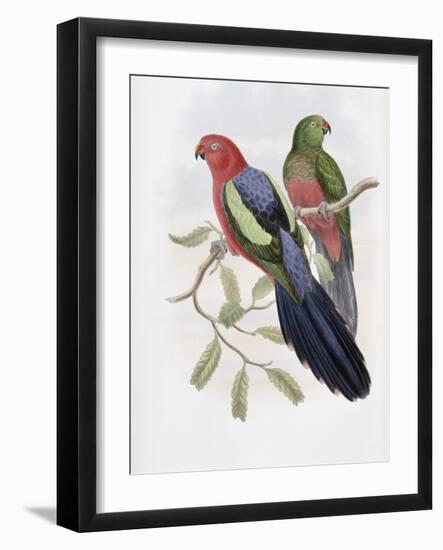 Yellow Winged King Parrot-John Gould-Framed Giclee Print