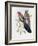 Yellow Winged King Parrot-John Gould-Framed Giclee Print